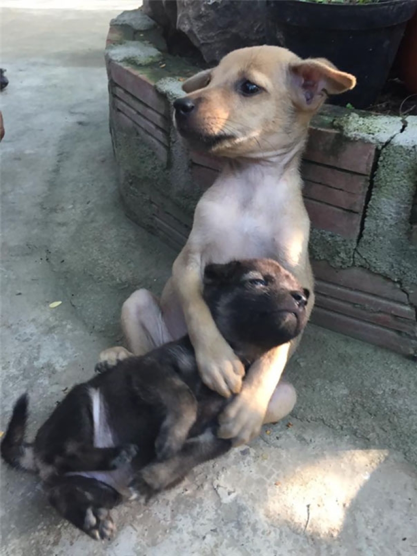 Homeless puppies Can't Stop Cuddling after Being Rescued