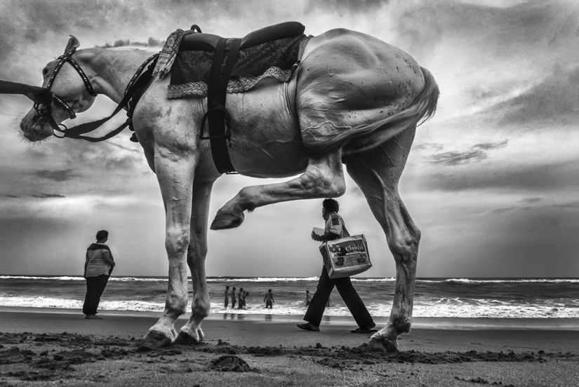 Honesto y conmovedor: imágenes de un fotógrafo indio que captura animales