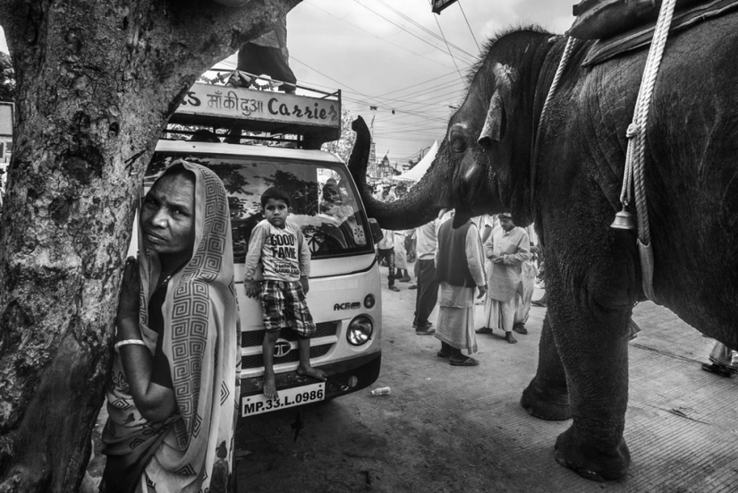 Honesto y conmovedor: imágenes de un fotógrafo indio que captura animales