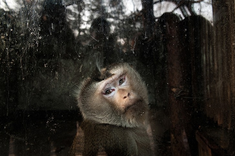 Horrors of zoos from around the world