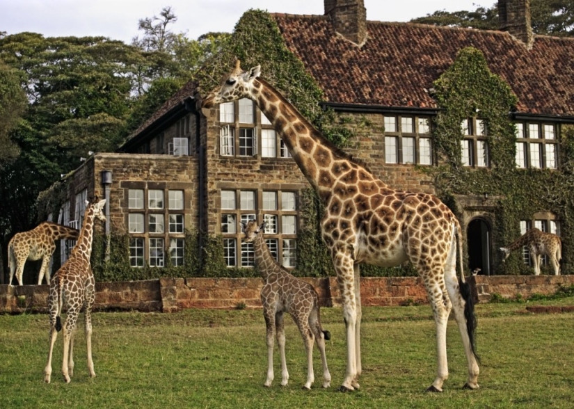 Hotel with giraffes