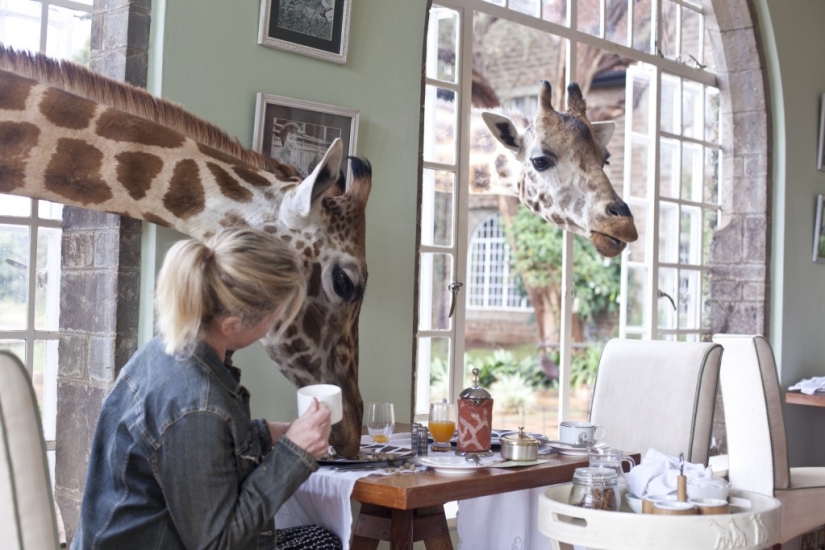 Hotel with giraffes