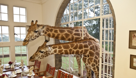 Hotel with giraffes