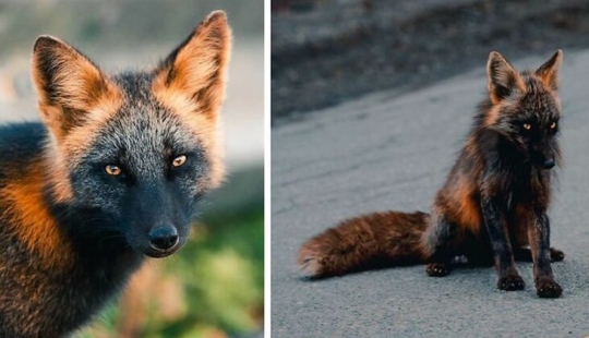 How a Canadian photographer made friends with a fox