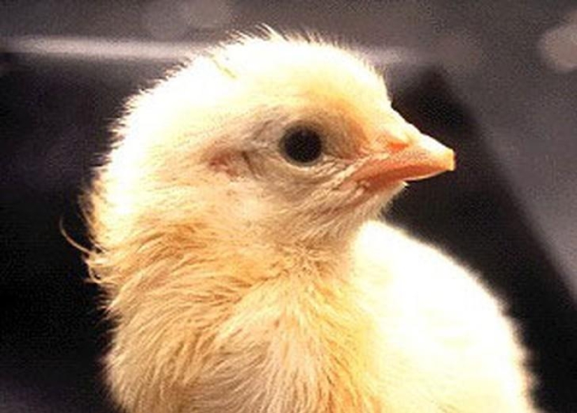How a chicken develops from an egg