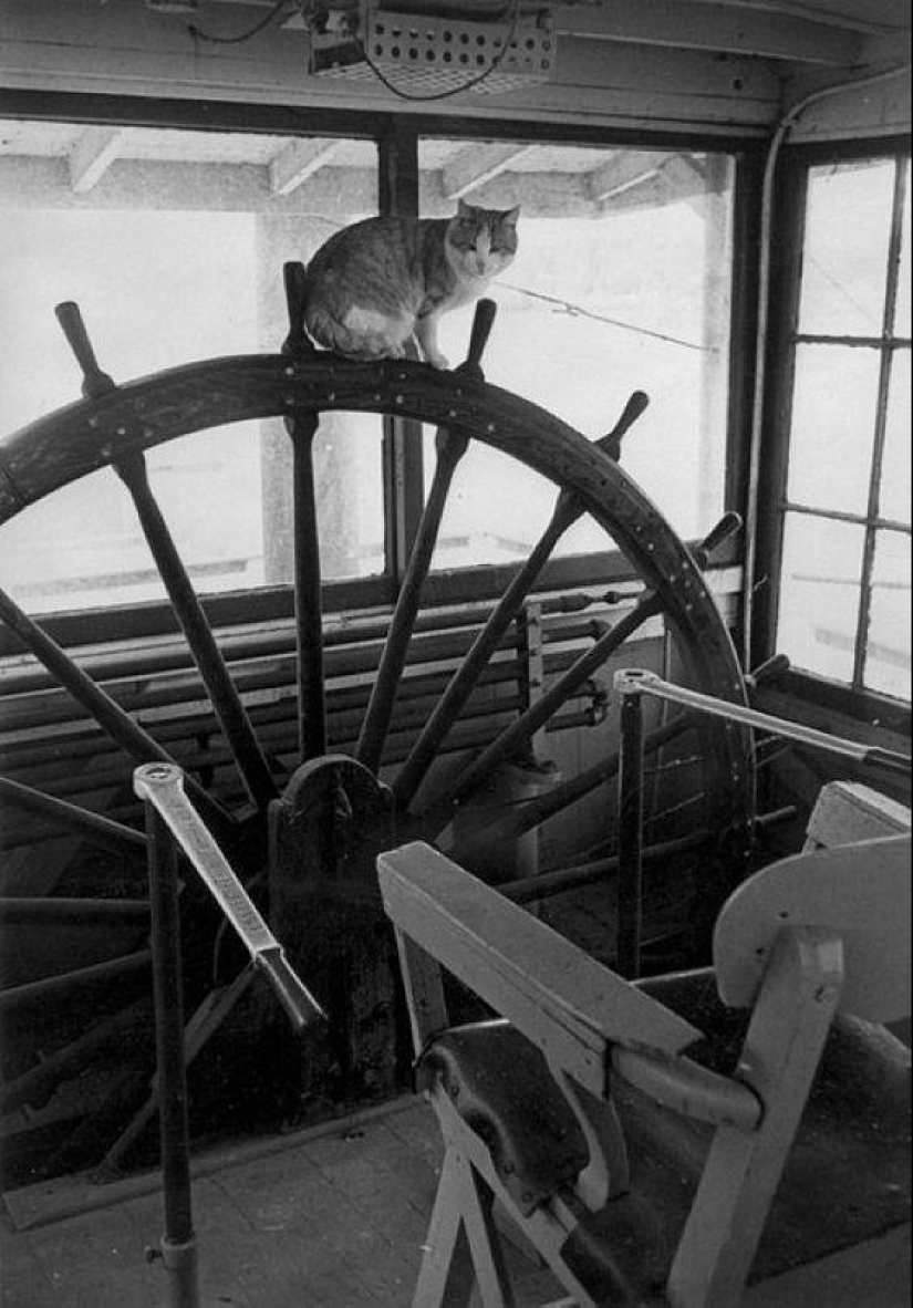 How cats went to sea