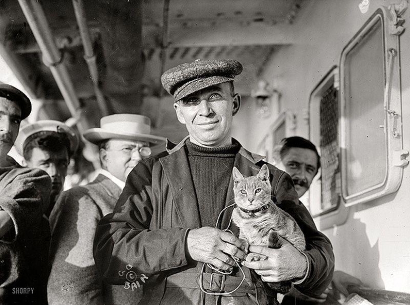 How cats went to sea
