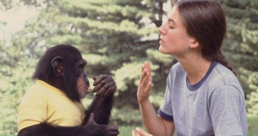 How did scientists try to teach primates to talk?