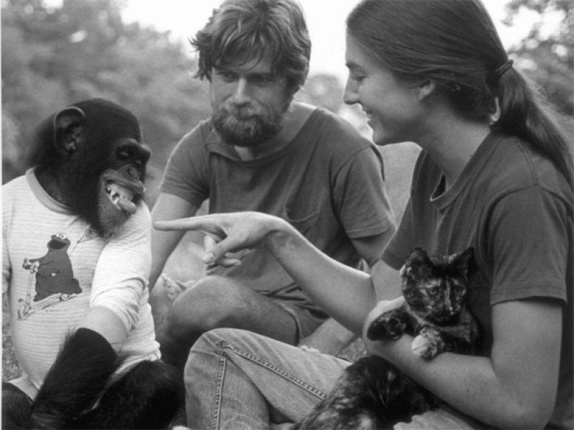 How did scientists try to teach primates to talk?