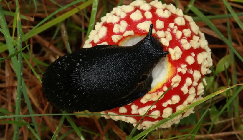How did the fly agaric get its name and does it actually kill flies?