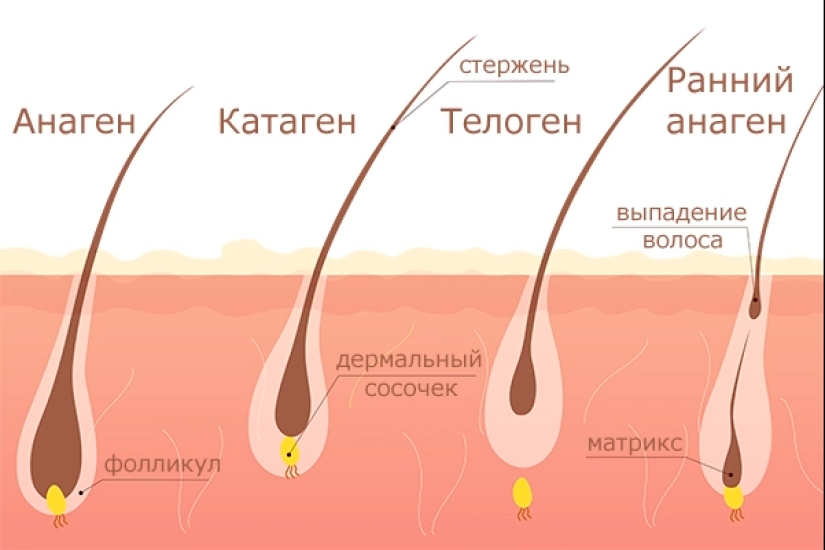 how-fast-does-hair-grow-and-what-factors-influence-it-pictolic