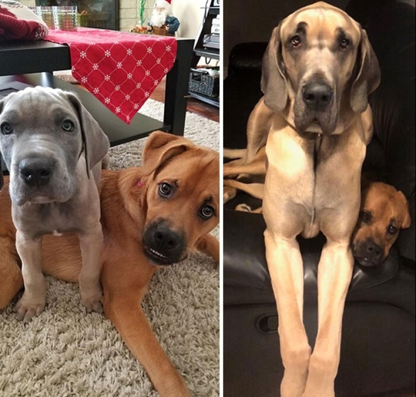 How fast they grow: 30 photos with dogs in the style of "then and now"