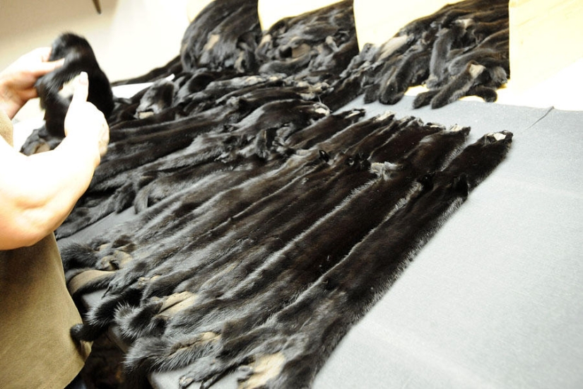 How fur coats are sewn in Russia: from an idea to a hanger