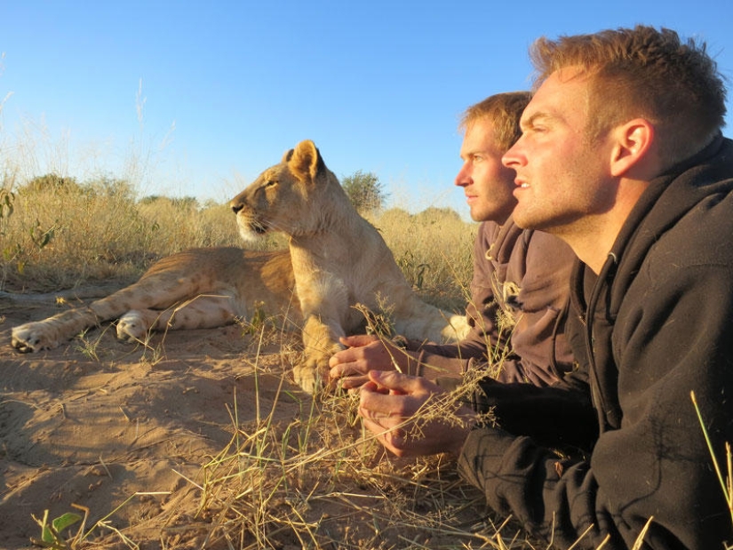 How I lived with lions in Botswana