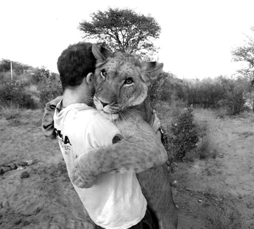 How I lived with lions in Botswana