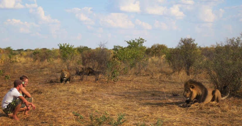 How I lived with lions in Botswana