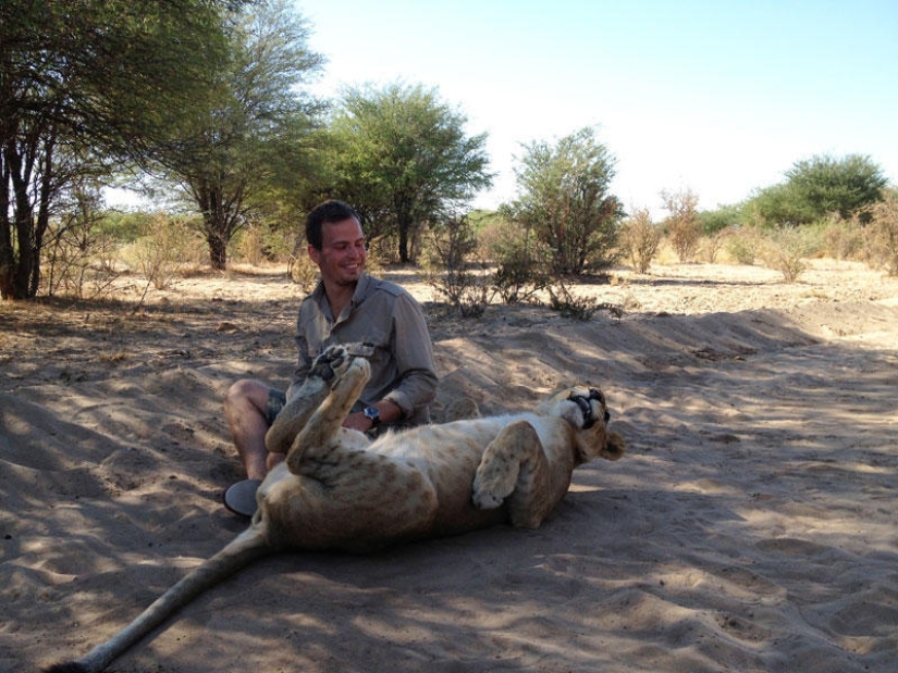 How I lived with lions in Botswana