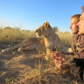 How I lived with lions in Botswana