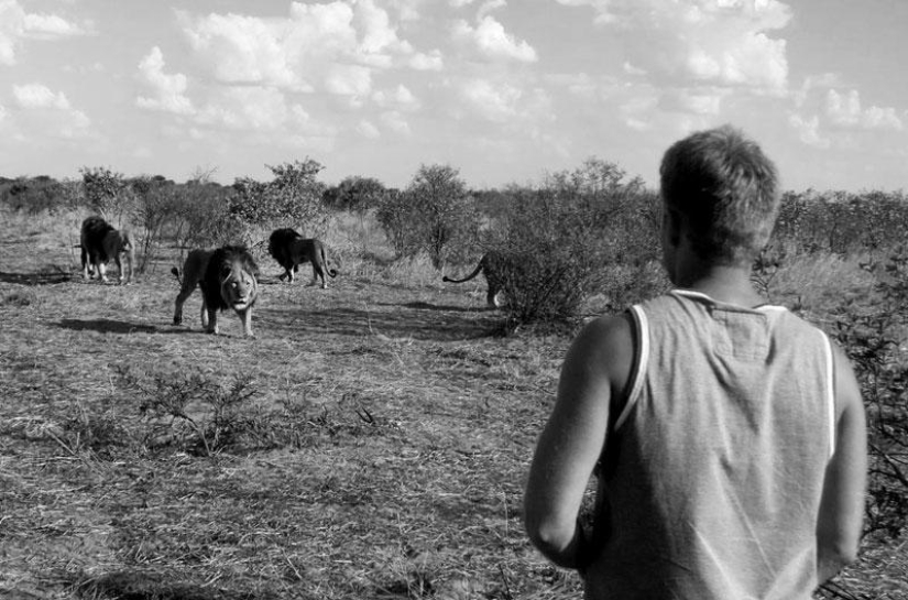 How I lived with lions in Botswana