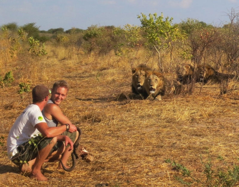 How I lived with lions in Botswana