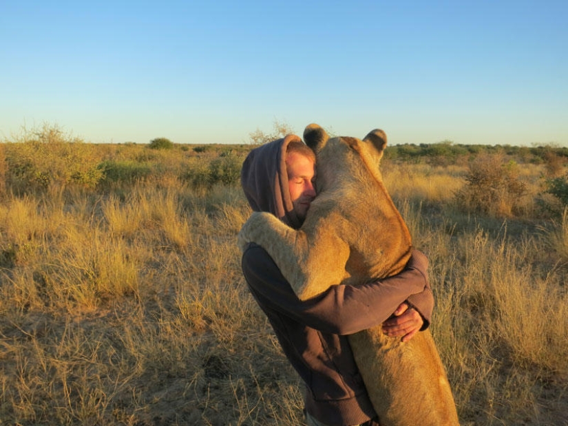 How I lived with lions in Botswana