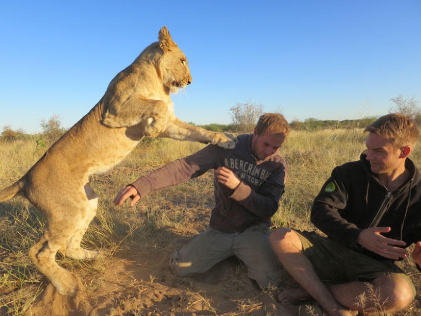 How I lived with lions in Botswana