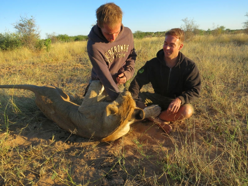 How I lived with lions in Botswana