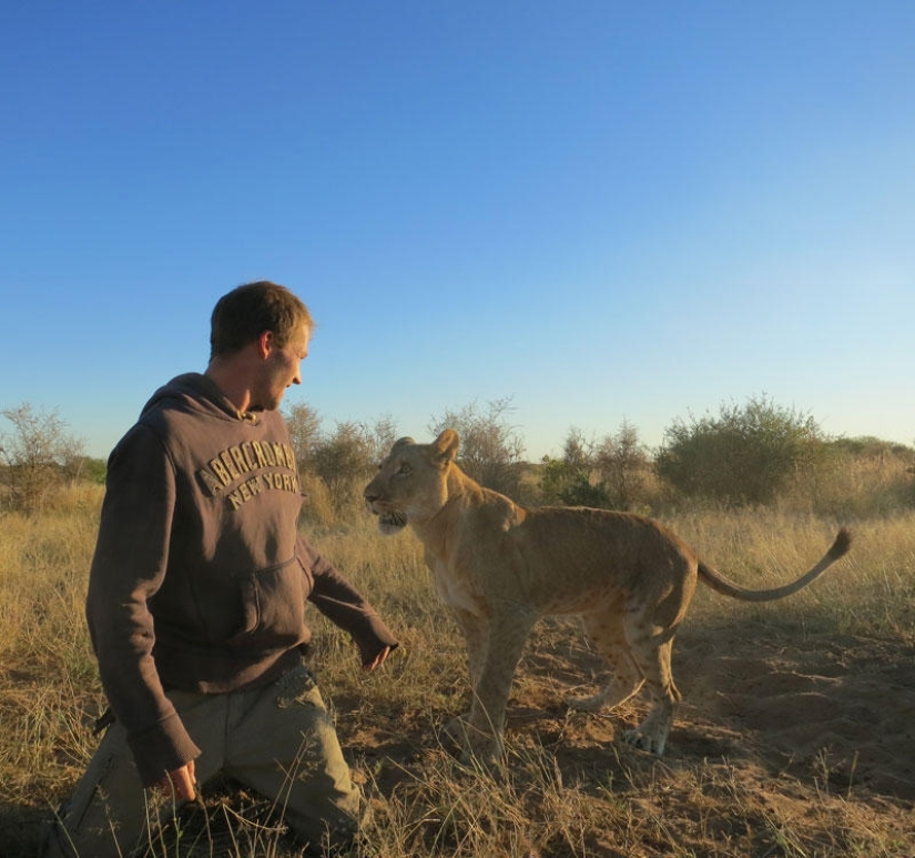 How I lived with lions in Botswana