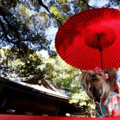 How in Japan dogs in kimonos are blessed in the temple instead of children