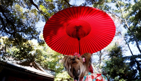 How in Japan dogs in kimonos are blessed in the temple instead of children