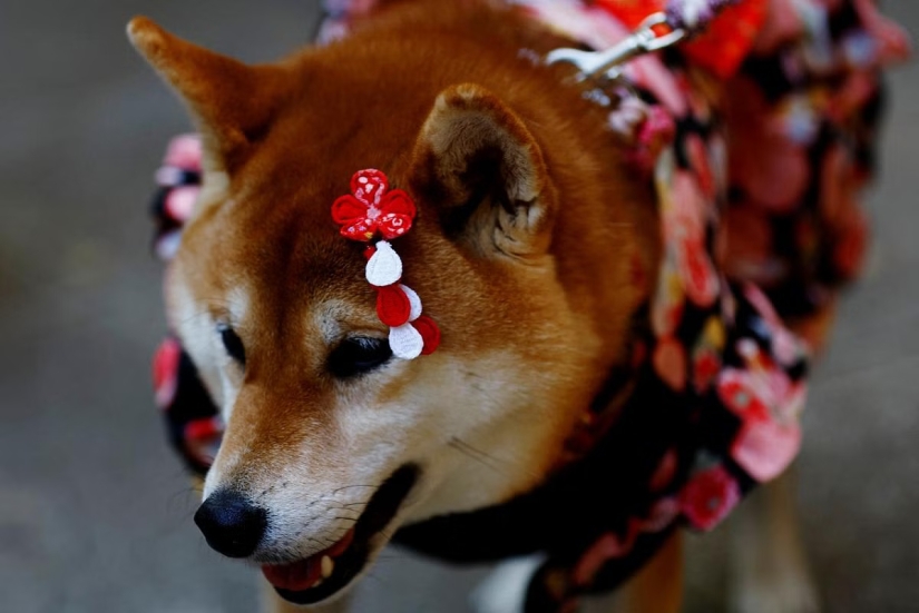 How in Japan dogs in kimonos are blessed in the temple instead of children