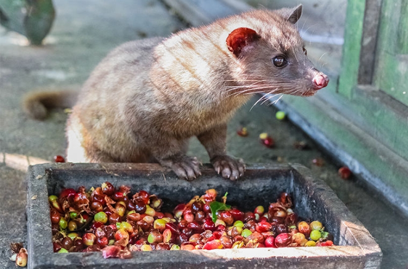 How is it that the most expensive coffee in the world is extracted from the excrement of a marten?
