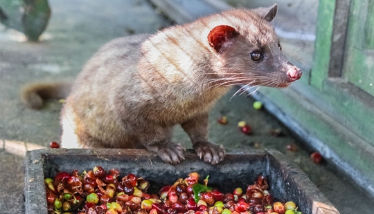 How is it that the most expensive coffee in the world is extracted from the excrement of a marten?