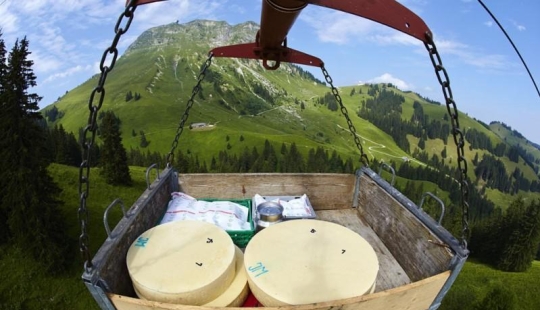 How is Swiss cheese made?