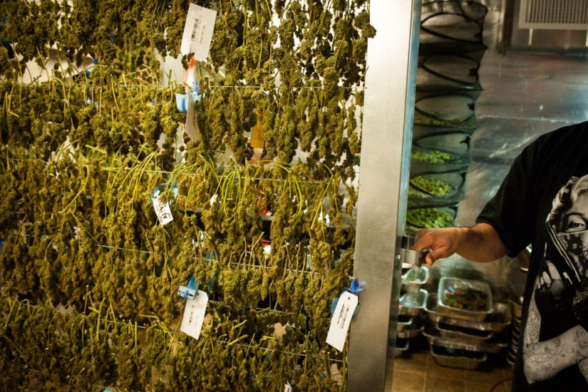 How legal cannabis is grown in Colorado