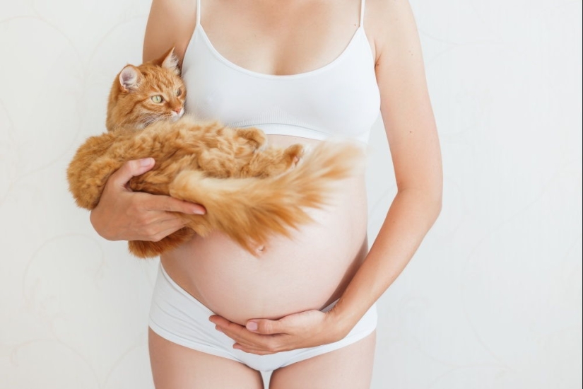 How long is the longest pregnancy in animals