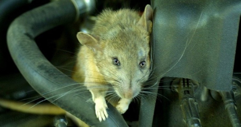 How mice helped defeat the Red Army of the Germans in the battles for Stalingrad
