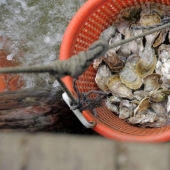 How oysters are grown on farms in the Chesapeake Bay