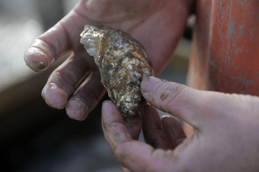 How oysters are grown on farms in the Chesapeake Bay