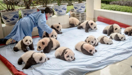 How pandas are raised in Sichuan Province