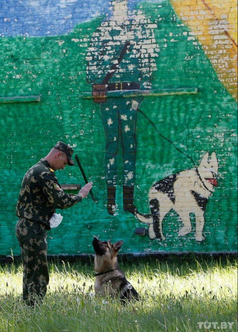 How Puppies Become Border Guards