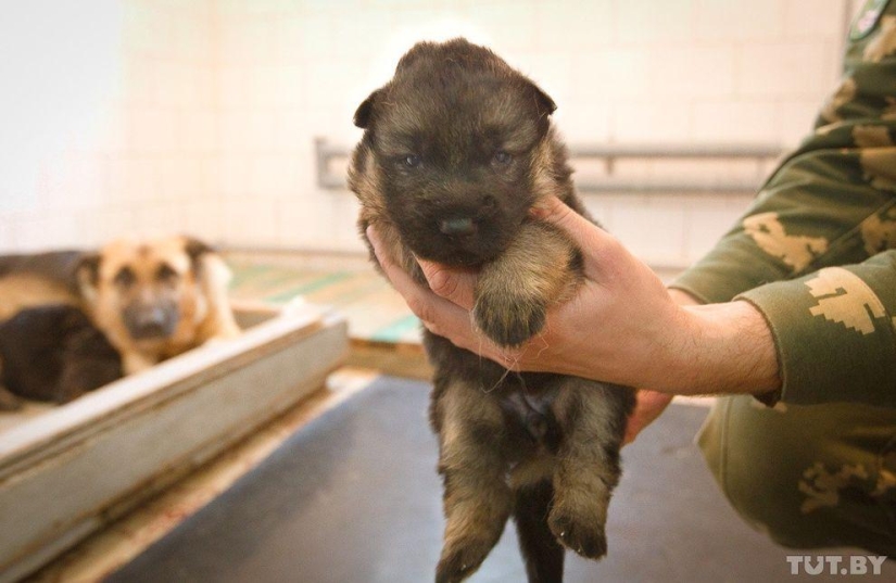 How Puppies Become Border Guards