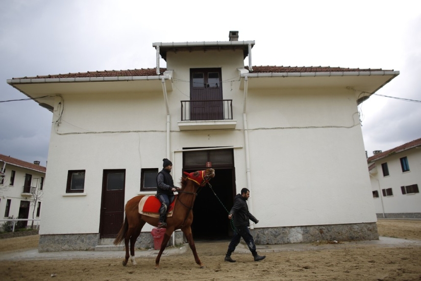 How race horses are treated in Istanbul