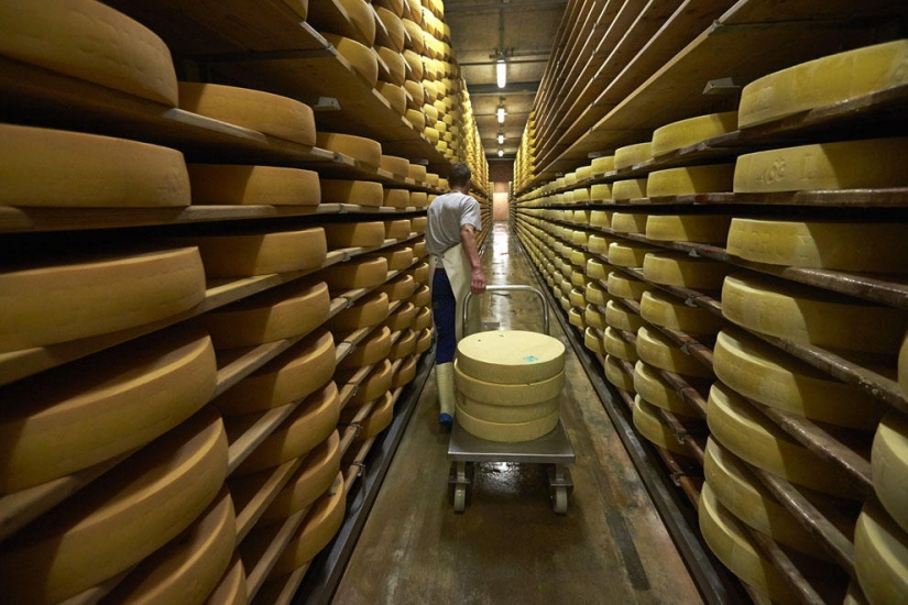 How Swiss cheese is made