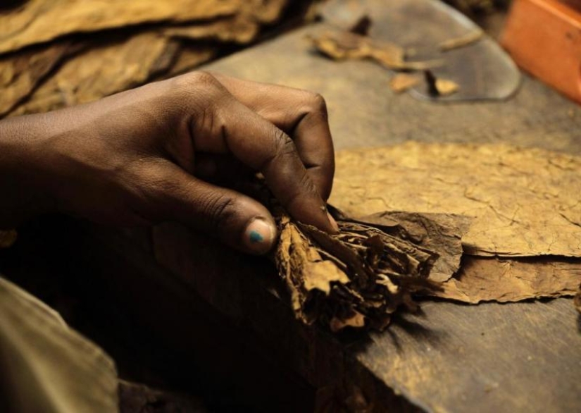 How the best Cuban cigars are made