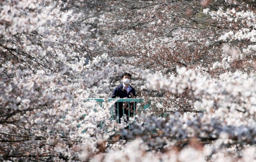 How the cherry blossom became a sacred tree for the Japanese