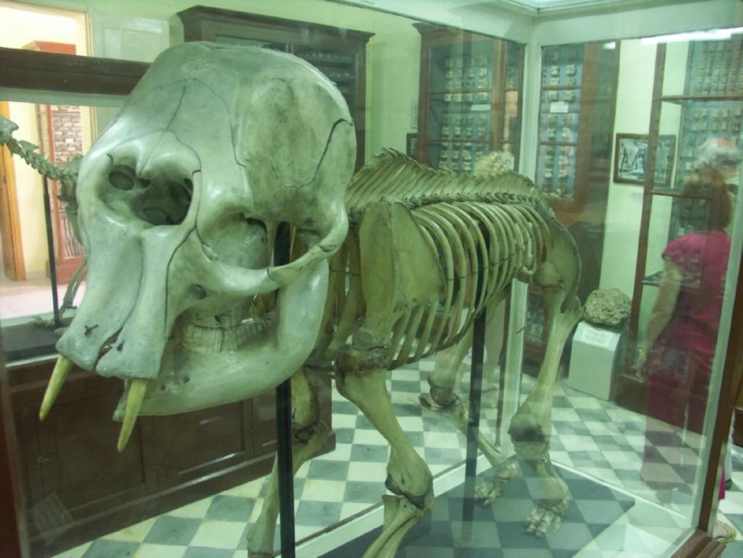 How the Cyclopes appeared in ancient mythology, and where do elephants and ponies come from