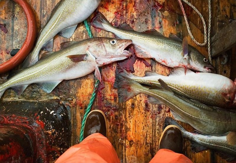 How the fishing communities of the northern seas live