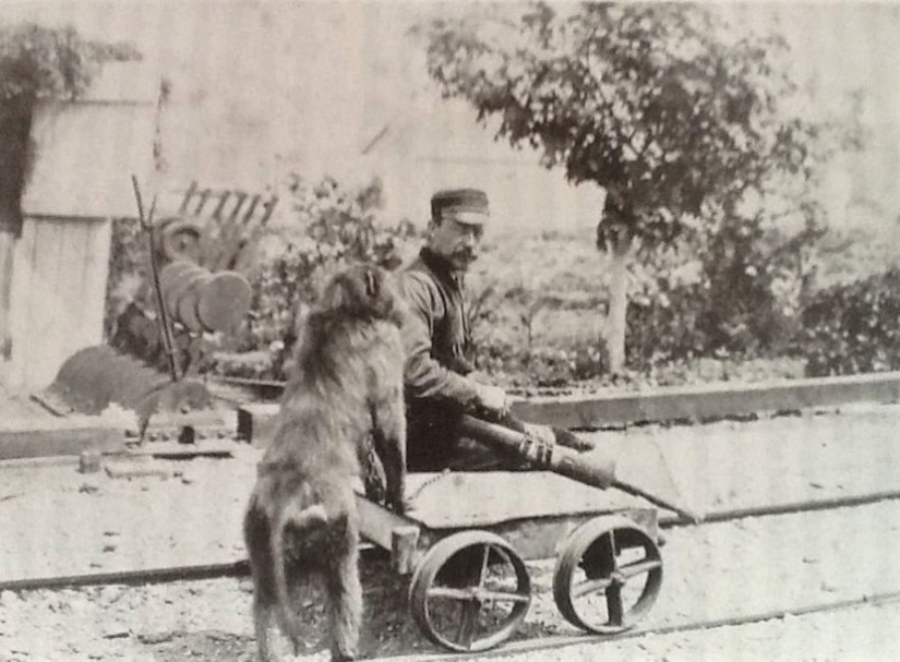 How the monkey officially worked on the railway