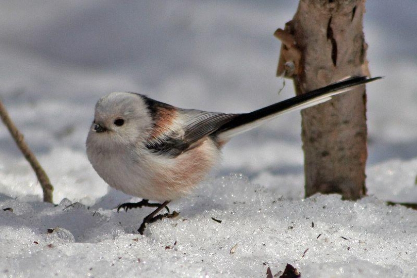 How to help birds winter